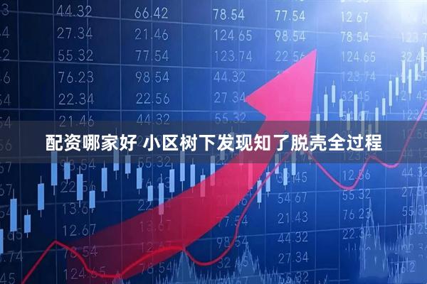 配资哪家好 小区树下发现知了脱壳全过程